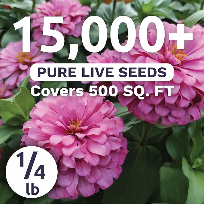 Zinnia Luminosa - Bulk 1/4 Pound Pouch - 15,000 Flower Seeds for Planting - Zinnia elegans