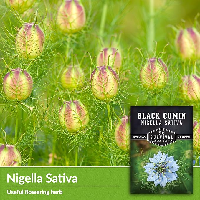 Black Cumin Seed for Planting - 5 Packets with Instructions to Plant and Grow Beneficial Nigella Sativa Plants in Your Home Vegetable Garden - Non-GMO Heirloom Variety - Survival Garden Seeds