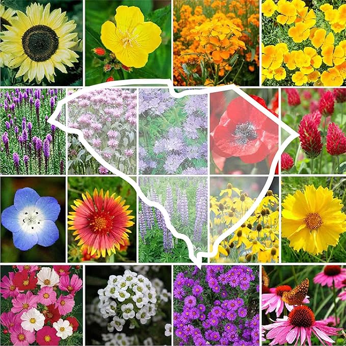 Eden Brothers South Carolina Wildflower Mixed Seeds for Planting, 1 oz, 30,000+ Seeds with WallFlower, Primrose | Attracts Pollinators, Plant in Spring or Fall, Zones