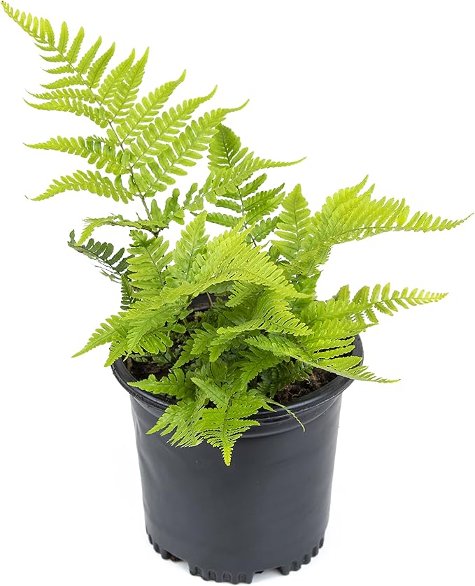 Autumn Fern Plants Live Outdoor Plants, Fern Plant Live Plants Outdoor Live Fern Potting Soil, Landscape Edging Perennial Plants for Shade, Outdoor Plants Live Ferns for Outdoors by Plants for Pets