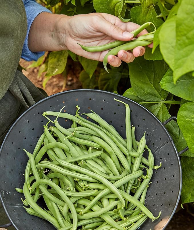 Burpee Blue Lake 274 Bush Bean Seeds 8 ounces of seed