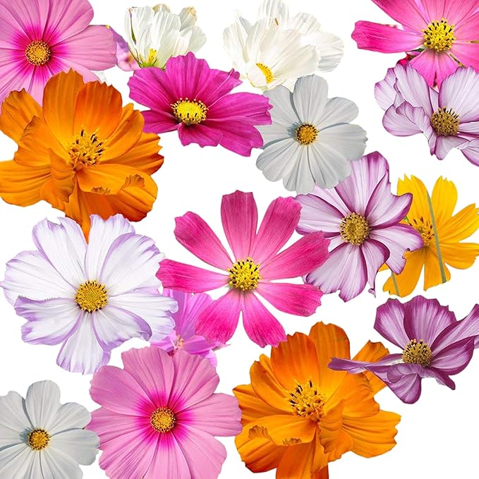 Cosmos Seeds in a Mixture of 11 Varieties - Long Blooming Period in All Zones - Easy to Grow