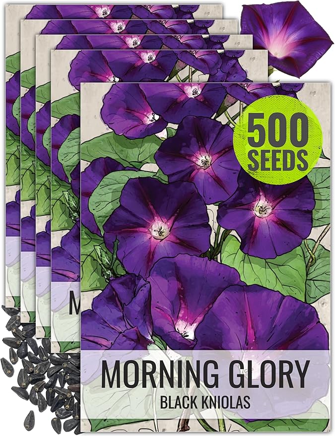 Seed Needs Black Kniolas Morning Glory Seeds for Planting - Heirloom & Open Pollinated Annual Vines - Cover a Fence or Trellis in Deep Purple Almost Black Flowers (5 Packs)
