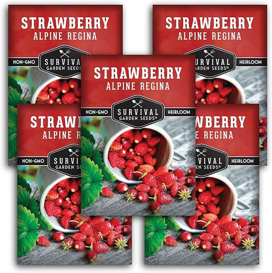 Alpine Regina Strawberry Seed for Planting - 5 Packets with Instructions to Plant & Grow Wild or Woodland Strawberries in The Home Vegetable Garden - Non-GMO Heirloom Variety - Survival Garden Seeds
