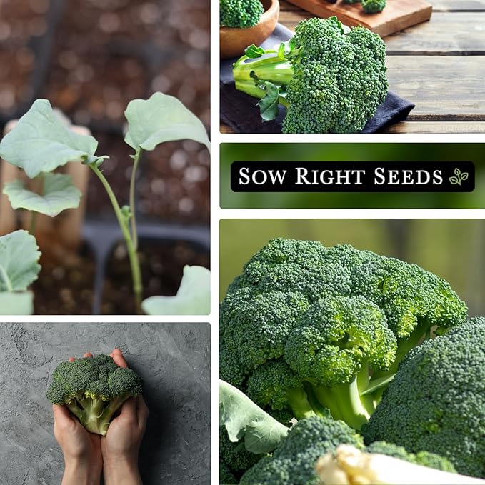 Sow Right Seeds - Waltham 29 Broccoli Seeds for Planting - Non-GMO Heirloom Packet with Instructions to Plant an Outdoor Home Vegetable Garden - Grow Your Own Fresh Green Broccoli - Great Gift (1)