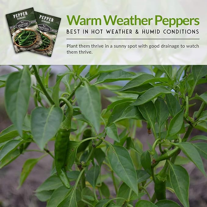 Survival Garden Seeds - Serrano Pepper Seed for Planting - 2 Packs with Instructions to Plant and Grow Spicy Mexican Peppers in Your Home Vegetable Garden - Non-GMO Heirloom Variety