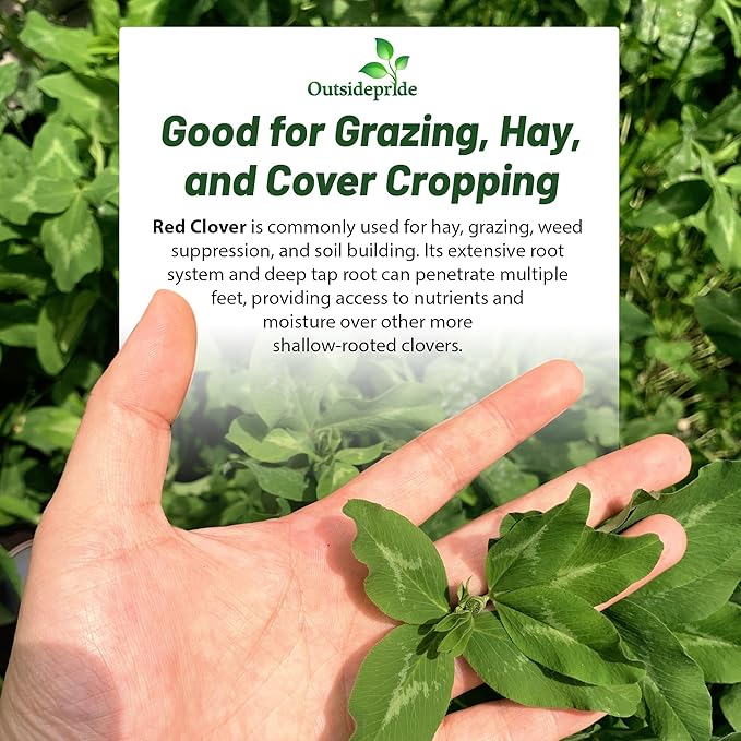 Outsidepride Perennial Red Clover Seeds - 40 lbs. Self-Seeding, Nitrocoated, Inoculated Clover Seeds for Lawn, Yard, Forage, Pasture, Hay, Nitrogen Fixation, Soil Improvement & Crop Rotation Programs