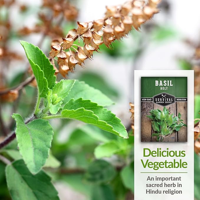 Survival Garden Seeds - Holy Basil Seed for Planting - 2 Packs with Instructions to Plant and Grow The Indian Sacred Herb Tulsi in Your Home Vegetable Garden - Non-GMO Heirloom Variety - Basil Plant