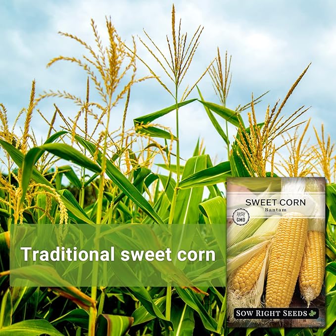 Sow Right Seeds - Bantam Sweet Corn Seed for Planting - Non-GMO Heirloom Packet with Instructions to Plant a Home Vegetable Garden - Grow Sweet Yellow Corn on The Cob - Tall Variety (2)
