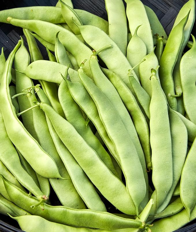 Burpee Early Italian Bush Bean Seeds 8 ounces of seed