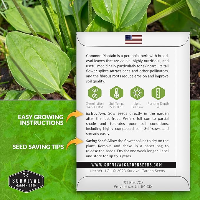 Common Plantain Seeds for Planting - 1 Packet with Instructions to Plant and Grow Plantago Major in Your Home Garden - Non-GMO Heirloom Medicinal Herb - Survival Garden Seeds