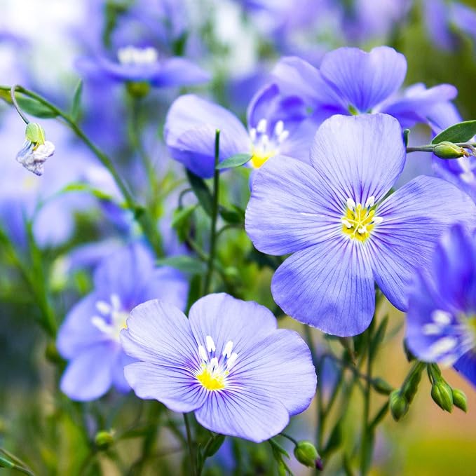 Outsidepride 5000 Seeds Perennial Blue Flax Flower Seeds for Planting