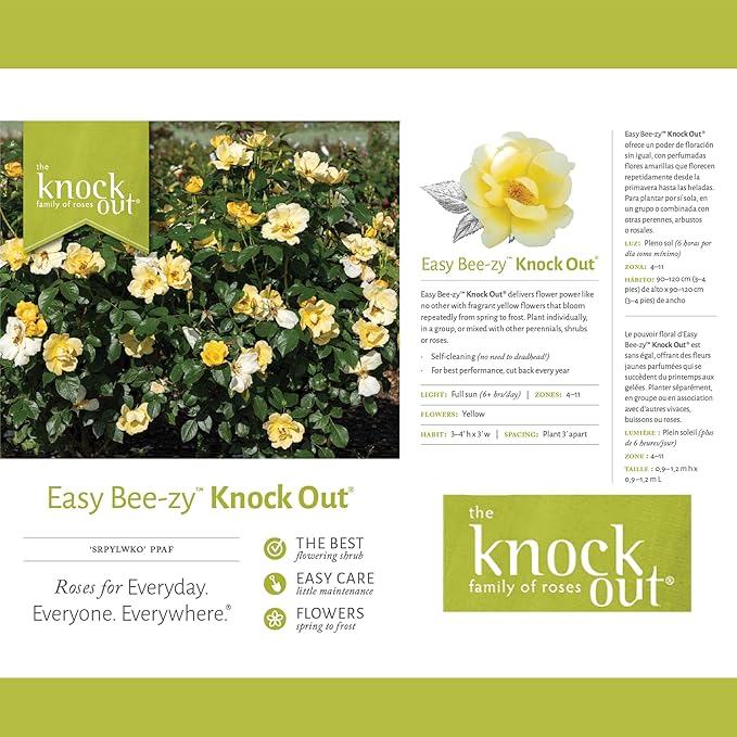 2 Gallon Knock Out Easy Bee-zy Rose Shrub