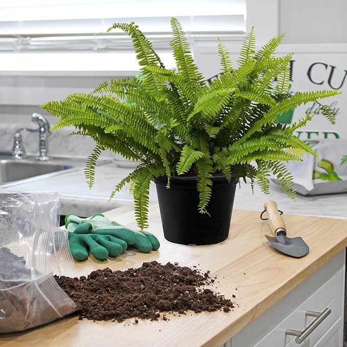Fern Plant Potting Soil Mix (8 Quarts), Custom Hand Blended Mixture for Indoor/Outdoor Container Gardening