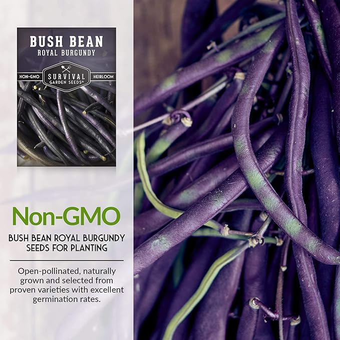 Survival Garden Seeds - Royal Burgundy Bean Seed for Planting - 5 Packs with Instructions to Plant and Grow Stringless Purple Bush Beans in Your Home Vegetable Garden - Non-GMO Heirloom Variety