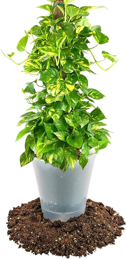 Premium Pothos Potting Soil Mix - Air Cleaning Plant Potting Mix, Soil Mix for Pothos, Parlor Palm, Peace Lily - (4 Quart Bag)