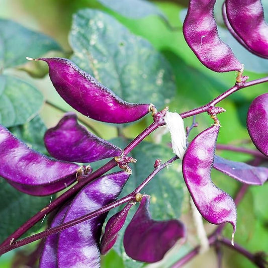 Outsidepride 100 Seeds Perennial Red Dolichos Lablab Hyacinth Bean Vine & Flower Seed for Planting