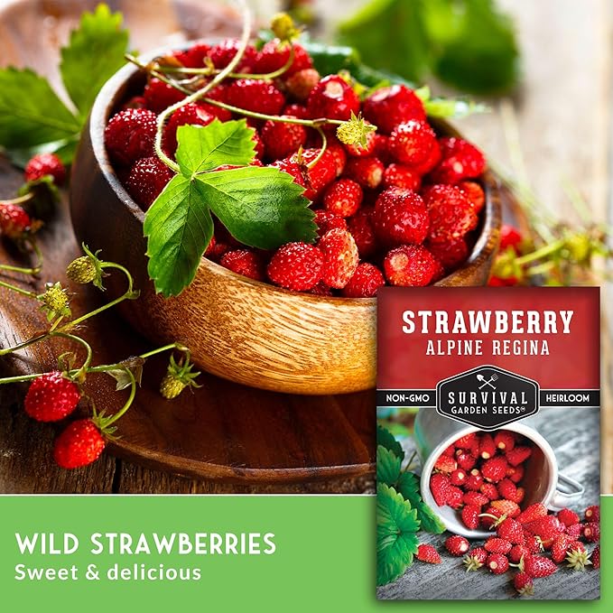 Alpine Regina Strawberry Seed for Planting - 5 Packets with Instructions to Plant & Grow Wild or Woodland Strawberries in The Home Vegetable Garden - Non-GMO Heirloom Variety - Survival Garden Seeds