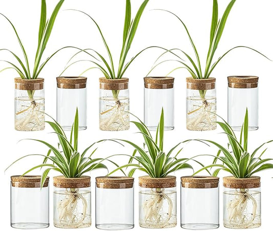Glass Propagation Stations for Plants -Desktop Flower Vases,Propagation Flower Vases Set – 2 Sizes Planter Propagated Jars,for Plant Cuttings,for Living Room, Bedroom Decoration,Home,Office Decor(12)