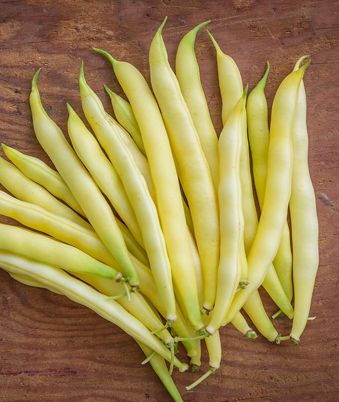 Burpee Golden Wax Organic Bush Bean Seeds 1 ounces of seed