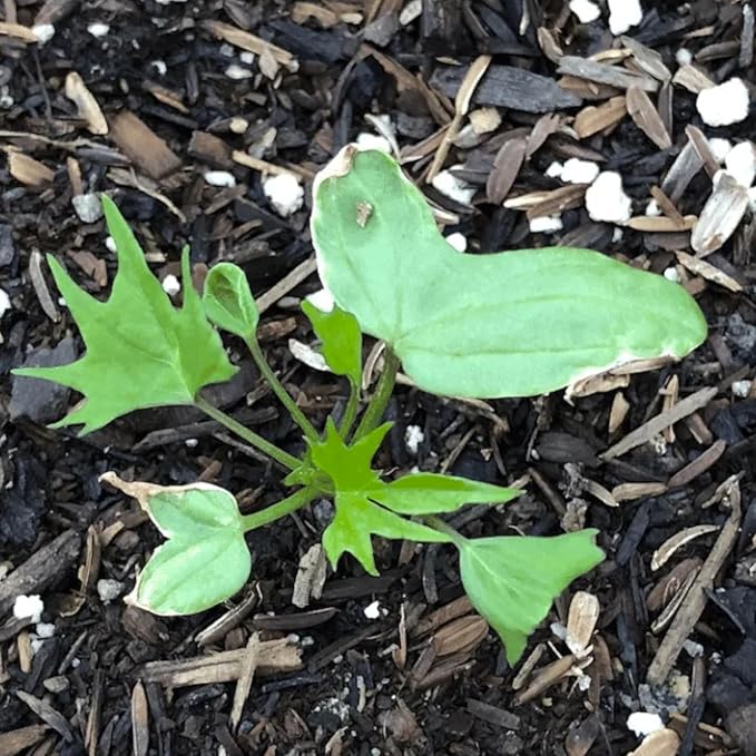 Seed Needs, Cardinal Climber Seeds - 100 Heirloom Seeds for Planting Ipomea Quamoclit - Open Pollinated & Untreated, Attracts Pollinators (5 Packs)