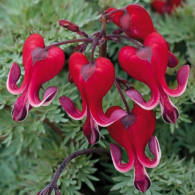 CHUXAY GARDEN Bright Red Dicentra Spectabilis Seed 25 Seeds Rare Color Bleeding Heart Unique Flower Plant Exotic Charm Great Courtyard Flower