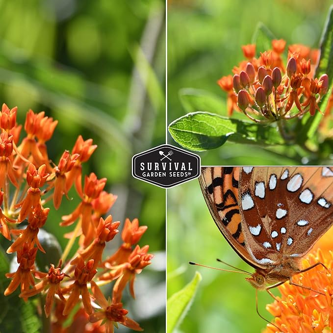 Butterfly Milkweed Seeds for Planting - Pack with Instructions to Grow Asclepias Tuberosa - Attract Butterflies & Help Conservation - Non-GMO Heirloom Open-Pollinated - Survival Garden Seeds