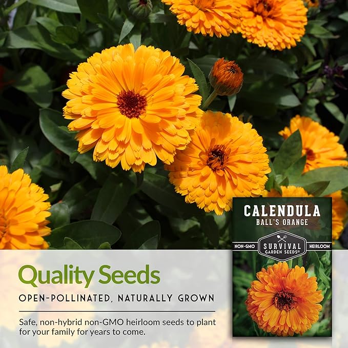 Ball's Orange Calendula Seed for Planting - 3 Packets with Instructions to Plant & Grow Medicinal Herb Plants in Your Home Vegetable Garden - Non-GMO Heirloom Variety - Survival Garden Seeds