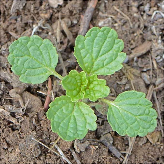 Seed Needs, Bells of Ireland Seeds - 400 Heirloom Seeds for Planting Molucella laevis - Green Bell Shaped Flowers, Perfect as a Cut Flower, Attracts Pollinators (5 Packs)
