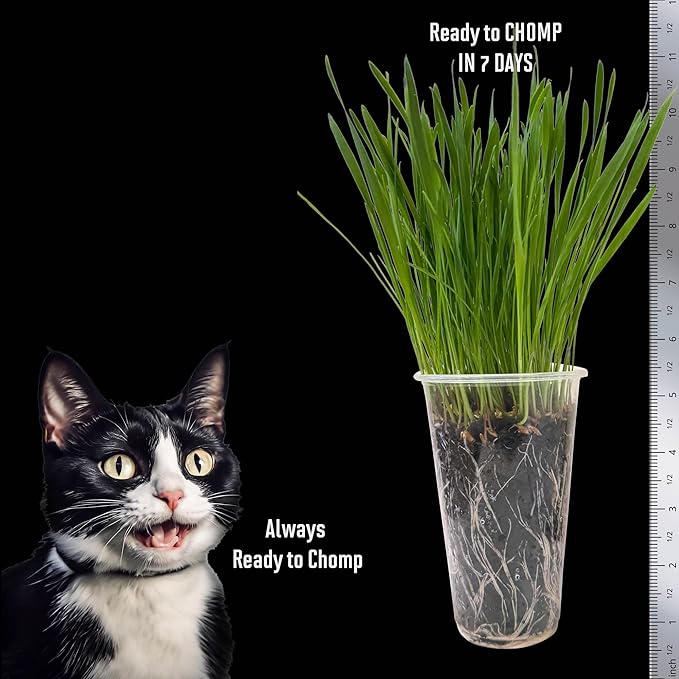 Cat Grass Seeds Favorites Blend – Soft Wheatgrass & Smooth Ryegrass – Grows 77 Pots of Fresh Cat Grass for Indoor Cats –Easy & Fast – Bulk Rescuer's Pack Grows 800 Square inches of Edible cat Grass