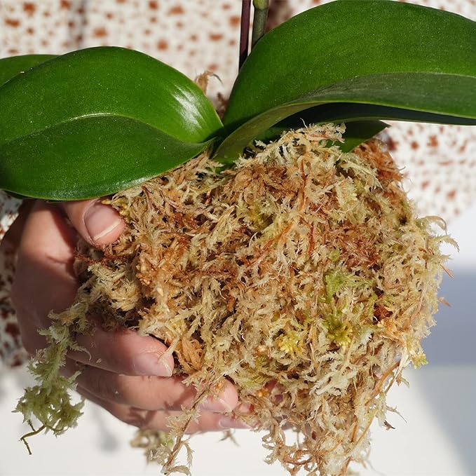 Sphagnum Moss 34QT for Plant Propagation, Great Orchid Potting Mix, Help with Maintain Humidity, 10oz