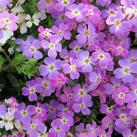 CHUXAY GARDEN Malcolmia Maritima-Virginia Stock 4000 Seeds Popular Annual Striking Landscaping Plant Low-Maintenance