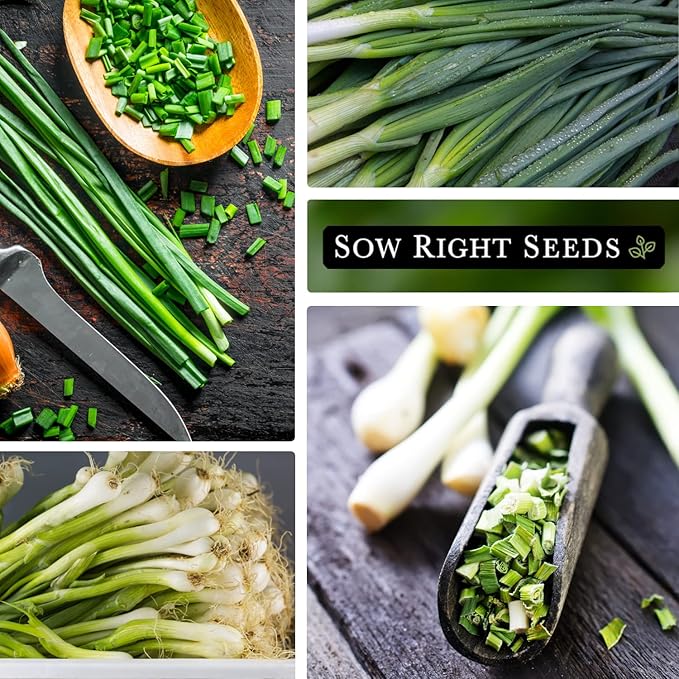 Sow Right Seeds - Heshiko Japanese Bunching Green Onion Seeds for Planting - Non-GMO Heirloom - Instructions to Plant and Grow a Kitchen Garden Indoors or Outdoors - Mild Onion Flavor for Cooking (3)