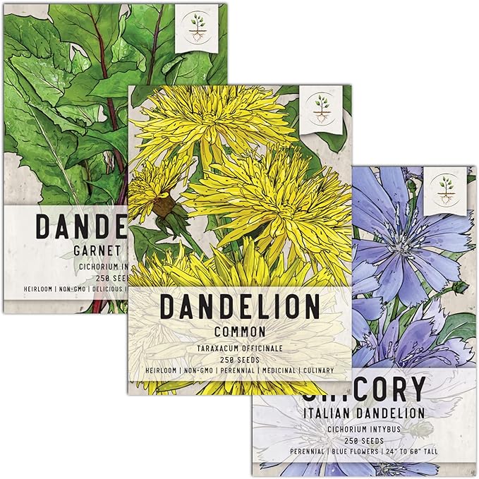 Seed Needs, Dandelion Seed Packet Collection (3 Varieties of Seeds for Planting) Non-GMO & Untreated - Common Dandelion, Chicory/Italian Dandelion & Garnet Stem Dandelion