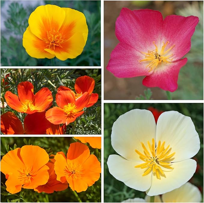 Seed Needs Mixed California Poppy Seeds for Planting - Heirloom & Open Pollinated Tender Perennial - Colorful Mixture of Flowers to Plant a Butterfly Garden (2 Packs)