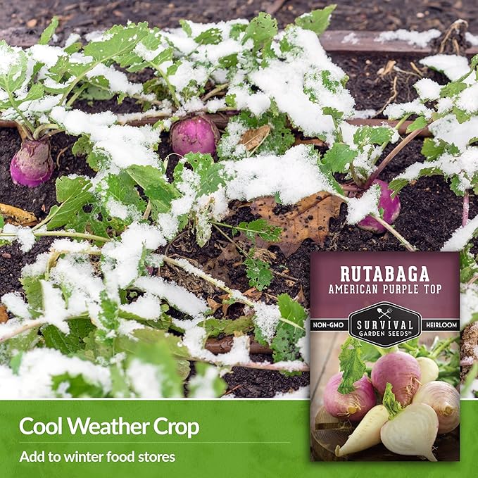 Survival Garden Seeds - 1 Pack American Purple Rutabaga Seed for Planting with Instructions to Grow Brassica Napus in Your Home Vegetable Garden - Non-GMO Heirloom Variety