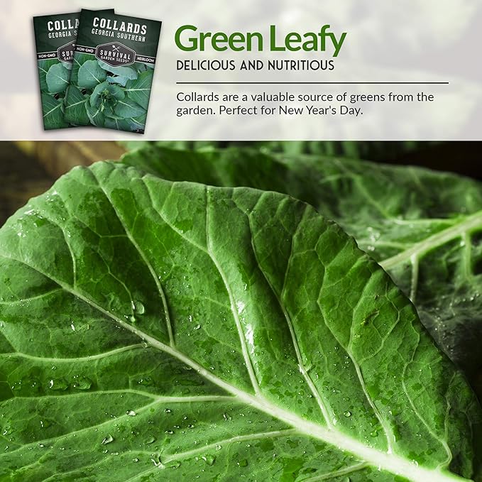 Survival Garden Seeds - Georgia Southern Collards Seed for Planting - Pack with Instructions to Plant and Grow Healthy Collard Greens in Your Home Vegetable Garden - Non-GMO Heirloom Variety - 2 Packs
