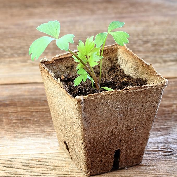 Seed Needs Lovage Seeds for Planting - Non-GMO, Heirloom & Untreated - Organically Grow Your own Medicinal/Culinary Herb Garden Indoors or Outdoors (2 Packs)