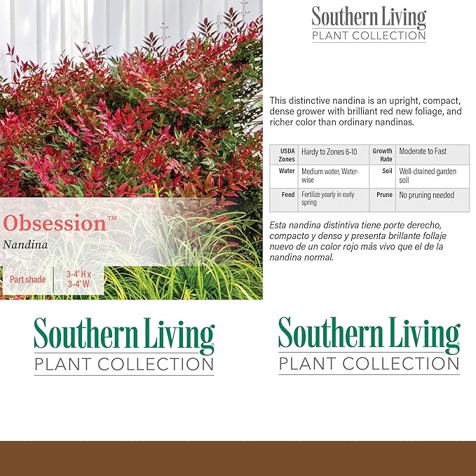 2 Gal. Obsession Nandina Shrub