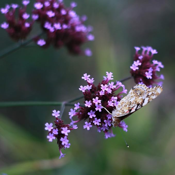 Outsidepride 10000 Seeds Perennial Verbena Bonariensis Purpletop Vervain Flower Seeds for Planting