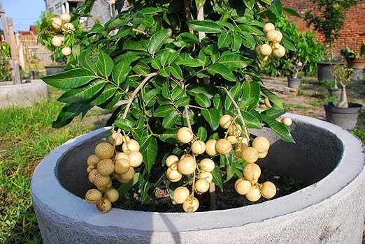 5 Pounds Super Absorbent Potassium Polymer - Soil Moisture Retention for All Plants