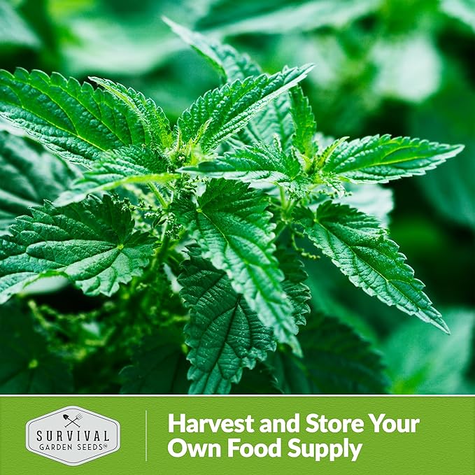 Stinging Nettle Seed for Planting - 5 Packets with Instructions to Plant and Grow Medicinal Herb Common Stinging Nettle in Your Home Herb Garden - Non-GMO Heirloom Variety - Survival Garden Seeds