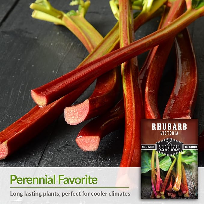 Survival Garden Seeds - Victoria Rhubarb Seed for Planting - 2 Packets with Instructions to Plant and Grow Cold-Tolerant Perennial Spring Vegetables in Your Home Garden - Non-GMO Heirloom Variety