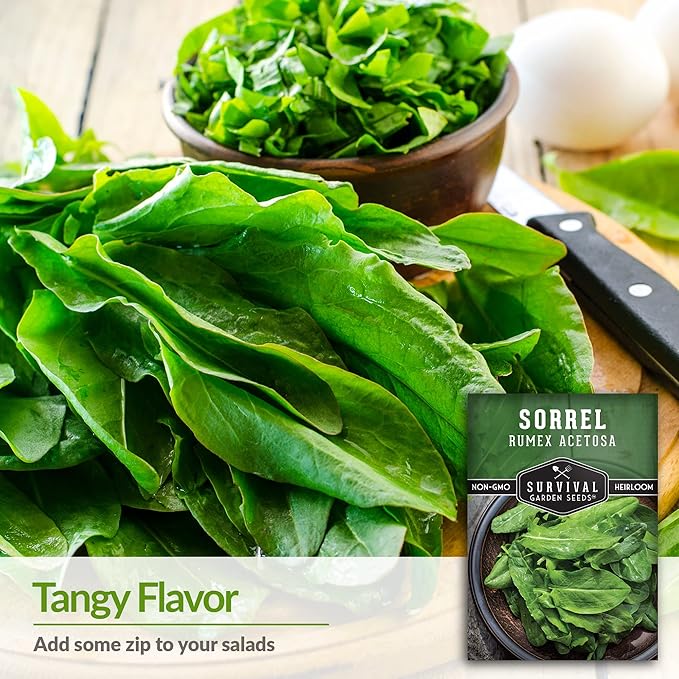 5 Packs Sorrel Seed for Planting - Packet with Instructions to Plant and Grow Rumex Acetosa Tangy Herb and Salad Greens in Your Home Vegetable Garden - Non-GMO Heirloom Variety - Survival Garden Seeds