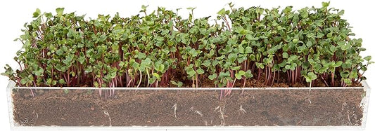 Window Garden Microgreens Grow Kit - Non GMO, Organic Microgreen Seeds, Fiber Soil, Acrylic Tray, Sprayer - Indoor & Outdoor Tools for Gardening, Seedling, Planting Superfood, Hydroponic Growing Kit