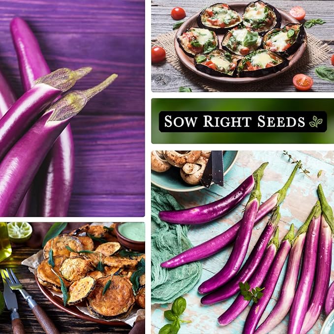 Sow Right Seeds - Long Purple Eggplant Seeds for Planting - Non-GMO Heirloom Packet with Instructions to Plant an Outdoor Home Vegetable Garden - Grow This Chinese Variety Indoors or Outdoors (3)