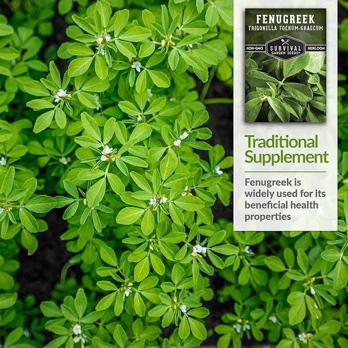 2 Packs Fenugreek Seed for Planting with Instructions to Grow Samudra Methi in Your Home Vegetable Garden - Non-GMO Heirloom - Good Microgreens or Sprouts - Survival Garden Seeds
