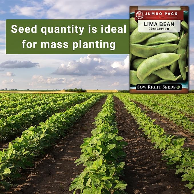 Sow Right Seeds - Bulk Bush Henderson Lima Bean Seeds for Planting - 2 Ounce, 140 Seeds - Non-GMO Heirloom Jumbo Pack with Instructions to Plant an Outdoor Home Vegetable Garden
