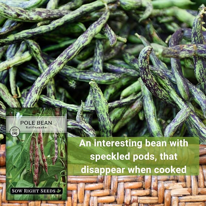 Sow Right Seeds - Rattlesnake Pole Bean Seeds for Planting - Non-GMO Heirloom Packet with Instructions to Plant an Outdoor Home Vegetable Garden - Stringless Variety - Tender with Purple Streaks (2)
