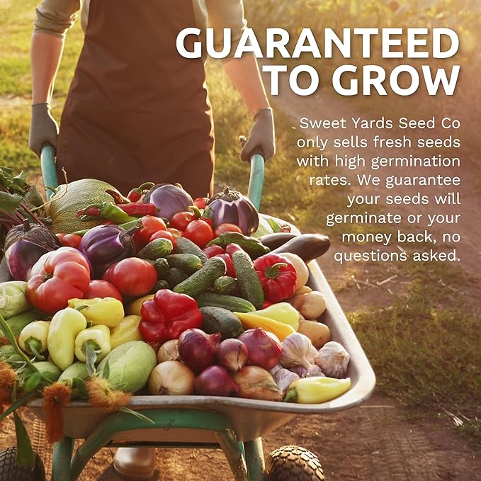 Organic Shishito Pepper Seeds – Two Seed Packets! – Approx 25 Open Pollinated Non-GMO Seeds Per Packet (50 Total) – Sweet Yards Seed Co.